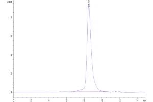 Size-exclusion chromatography-High Pressure Liquid Chromatography (SEC-HPLC) image for CD7 (CD7) (AA 26-180) protein (His tag) (ABIN7274216)