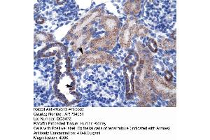 Human kidney (RGS13 抗体  (Middle Region))