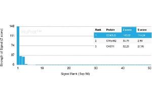 Analysis of Protein Array containing more than 19,000 full-length human proteins using CD40 Mouse Ligand Monoclonal Antibody (CD40LG/2763) Z- and S- Score: The Z-score represents the strength of a signal that a monoclonal antibody (MAb) (in combination with a fluorescently-tagged anti-IgG secondary antibody) produces when binding to a particular protein on the HuProtTM array. (CD40 Ligand 抗体  (AA 108-261))