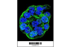 Confocal immunofluorescent analysis of WTIP Antibody with WiDr cell followed by Alexa Fluor 488-conjugated goat anti-rabbit lgG (green). (WTIP 抗体  (AA 243-271))