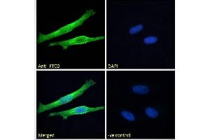 ABIN185268 Immunofluorescence analysis of paraformaldehyde fixed HeLa cells, permeabilized with 0. (FTCD 抗体  (Internal Region))