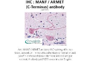 Image no. 1 for anti-Mesencephalic Astrocyte-Derived Neurotrophic Factor (MANF) (C-Term) antibody (ABIN1736691) (MANF 抗体  (C-Term))