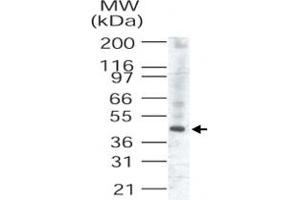Western blot analysis of TRIB3 in human liver lysate (TRIB3 polyclonal antibody, Cat # PAB0336) . (TRIB3 抗体  (AA 315-332))