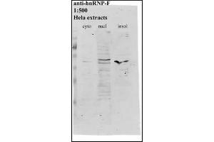 Image no. 2 for anti-Heterogeneous Nuclear Ribonucleoprotein F (HNRNPF) antibody (ABIN108581) (HNRNPF 抗体)