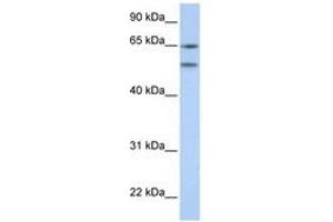Image no. 1 for anti-5-Hydroxytryptamine (serotonin) Receptor 2A (HTR2A) (N-Term) antibody (ABIN6741497) (HTR2A 抗体  (N-Term))