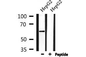 Western blot analysis of extracts from HepG2, using AATF Antibody. (AATF 抗体  (N-Term))