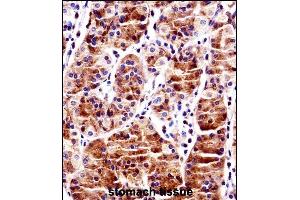 RBPJ Antibody (N-term) ((ABIN1538823 and ABIN2849020))immunohistochemistry analysis in formalin fixed and paraffin embedded human stomach tissue followed by peroxidase conjugation of the secondary antibody and DAB staining. (RBPJ 抗体  (N-Term))