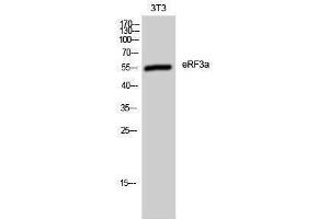 Western Blotting (WB) image for anti-G1 To S Phase Transition 1 (GSPT1) (Internal Region) antibody (ABIN3175010) (GSPT1 抗体  (Internal Region))