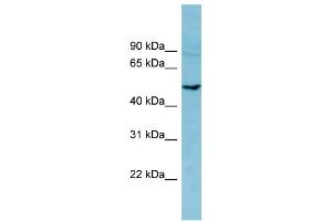 WB Suggested Anti-PDE7B Antibody Titration: 0. (PDE7B 抗体  (Middle Region))