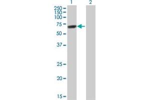 Western Blot analysis of DDX56 expression in transfected 293T cell line by DDX56 MaxPab polyclonal antibody.
