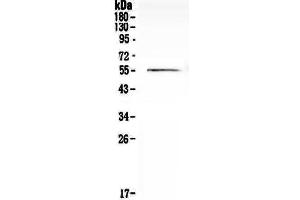Western blot analysis of Cdc20 using anti-Cdc20 antibody . (CDC20 抗体)