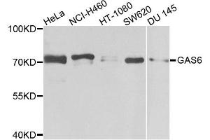 Western blot analysis of extracts of various cell lines, using GAS6 antibody. (GAS6 抗体)