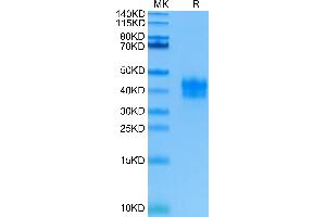 Human TNFR1 on Tris-Bis PAGE under reduced condition. (TNFRSF1A Protein (AA 30-211) (His tag))