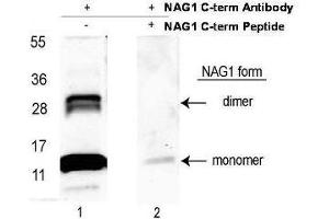 Western blot using  affinity purified anti-NAG-1/GDF15 (C-terminal) antibody shows detection NAG-1 purified from CHO cells as a 14 kDa band corresponding to monomer and a 28 kDa band corresponding to dimerized NAG-1. (GDF15 抗体  (C-Term))
