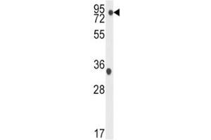 Western blot analysis of TBK1 antibody and K562 lysate. (TBK1 抗体  (AA 150-181))