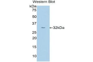Western Blotting (WB) image for anti-Uromodulin (UMOD) (AA 334-589) antibody (ABIN1176571) (Uromodulin 抗体  (AA 334-589))