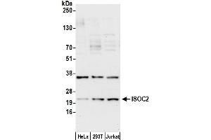 anti-Isochorismatase Domain Containing 2 (ISOC2) (AA 75-125) antibody