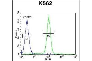 DDX27 Antibody (C-term) (ABIN655057 and ABIN2844686) flow cytometric analysis of K562 cells (right histogram) compared to a negative control cell (left histogram). (DDX27 抗体  (C-Term))