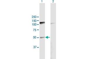 Western Blot analysis of PDE7B expression in transfected 293T cell line by PDE7B MaxPab polyclonal antibody. (PDE7B 抗体  (AA 1-450))