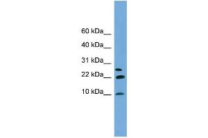 WB Suggested Anti-NNAT Antibody Titration: 0. (Neuronatin (NNAT) (Middle Region) 抗体)