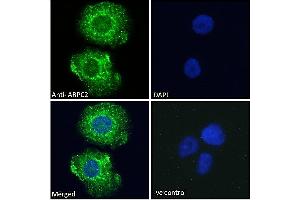 ABIN184748 Immunofluorescence analysis of paraformaldehyde fixed A431 cells, permeabilized with 0. (ARPC2 抗体  (C-Term))
