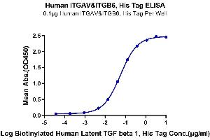 Immobilized Human ITGAV&ITGB6, His Tag at 1 μg/mL (100 μL/Well) on the plate.