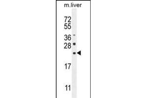 CLEC2L Antibody (N-term) (ABIN654865 and ABIN2844524) western blot analysis in mouse liver tissue lysates (35 μg/lane). (CLEC2L 抗体  (N-Term))