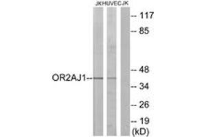 Western blot analysis of extracts from Jurkat/HuvEc cells, using OR2AJ1 Antibody. (OR2AJ1 抗体  (AA 201-250))