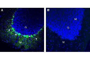 Expression of Pannexin 2 in mouse cerebellum. (Pannexin 2 抗体  (Extracellular))