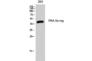 Western Blotting (WB) image for anti-Protein Kinase, CAMP-Dependent, Regulatory, Type II, alpha (PRKAR2A) (Internal Region) antibody (ABIN6280336)