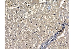ABIN7097067 and ABIN7101134 at 1/100 staining rat heart tissue by IHC-P. (TMEM63C 抗体)
