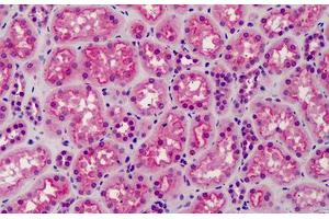 Anti-GSK3A/B antibody IHC of human kidney. (GSK3 alpha/beta 抗体)