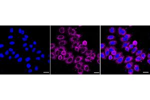 anti-Leucine-Rich Repeat-Containing G Protein-Coupled Receptor 6 (LGR6) antibody