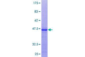 U2AF1 Protein (AA 56-155) (GST tag)