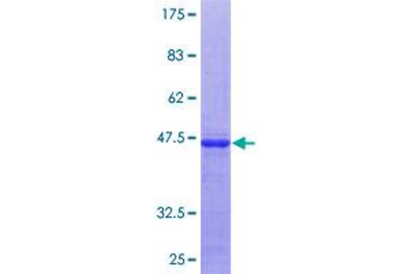 U2AF1 Protein (AA 56-155) (GST tag)