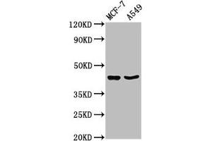 Western Blot Positive WB detected in: MCF-7 whole cell lysate, A549 whole cell lysate All lanes: EGR3 antibody at 3. (EGR3 抗体  (AA 201-281))