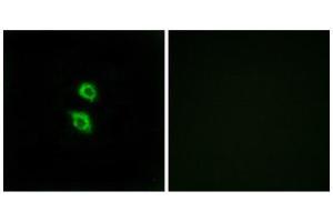 Immunofluorescence (IF) image for anti-Arylsulfatase D (ARSD) (Internal Region) antibody (ABIN1850804) (Arylsulfatase D 抗体  (Internal Region))