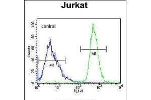 Flow cytometric analysis of Jurkat cells (right histogram) compared to a negative control cell (left histogram). (FFAR3 抗体  (C-Term))