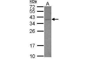 WB Image Sample (30 ug of whole cell lysate) A: U87-MG 12% SDS PAGE antibody diluted at 1:500 (DNAJB6 抗体  (Center))