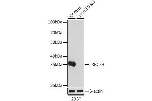 Western blot analysis of extracts from normal (control) and LRRC59 knockout (KO) 293T cells, using LRRC59 antibody (ABIN7268220) at 1:1000 dilution. (LRRC59 抗体  (AA 1-244))