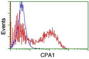 Image no. 3 for anti-Carboxypeptidase A1 (Pancreatic) (CPA1) antibody (ABIN1497591) (CPA1 抗体)