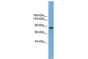 Image no. 1 for anti-Autophagy Related 9B (ATG9B) (AA 851-900) antibody (ABIN6745467) (ATG9B 抗体  (AA 851-900))