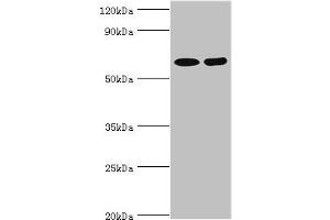 ASMTL antibody  (AA 1-290)