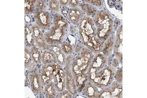Immunohistochemical staining of human kidney with VSTM2A polyclonal antibody  shows distinct positivity in cytoplasm and luminal membranes. (VSTM2A 抗体)