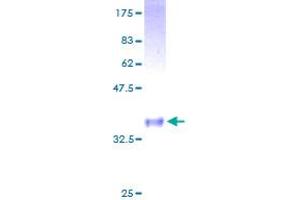 GNG4 Protein (AA 1-75) (GST tag)