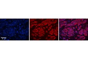 Rabbit Anti-PIWIL1 Antibody    Formalin Fixed Paraffin Embedded Tissue: Human Adult heart  Observed Staining: Cytoplasmic Primary Antibody Concentration: 1:600 Secondary Antibody: Donkey anti-Rabbit-Cy2/3 Secondary Antibody Concentration: 1:200 Magnification: 20X Exposure Time: 0. (PIWIL1 抗体  (N-Term))