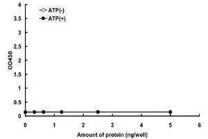 JNK2 Protein (AA 1-364) (GST tag)