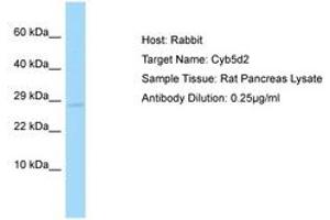Image no. 1 for anti-Cytochrome B5 Domain Containing 2 (CYB5D2) (AA 178-227) antibody (ABIN6749923) (CYB5D2 抗体  (AA 178-227))