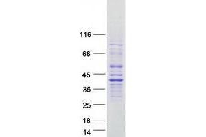 Validation with Western Blot (FAM166A Protein (Myc-DYKDDDDK Tag))