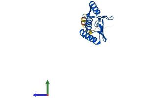 Protein Structure (PS) image for Pterin-4 alpha-Carbinolamine Dehydratase/dimerization Cofactor of Hepatocyte Nuclear Factor 1 alpha (TCF1) 2 (PCBD2) (AA 1-130) protein (His tag) (ABIN7550701)